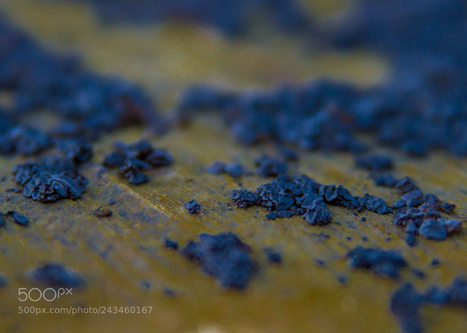 Nikon D3200 sample photo. Fungus photography