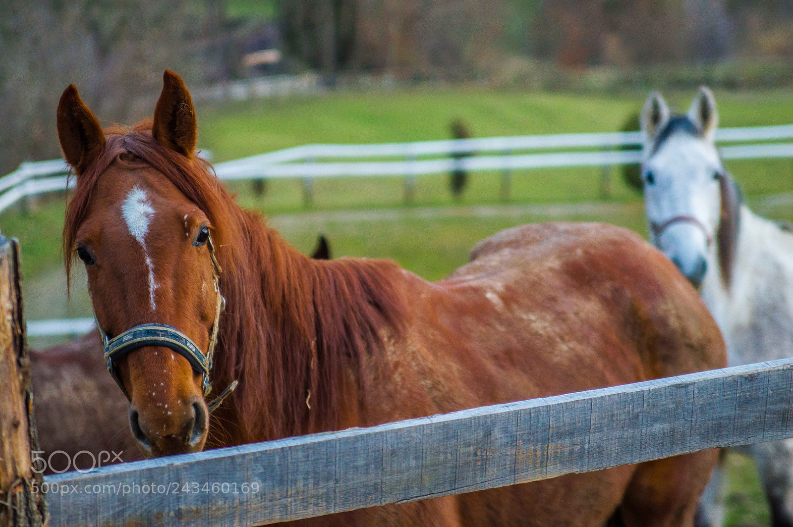 Nikon D3200 sample photo. Tandem photography