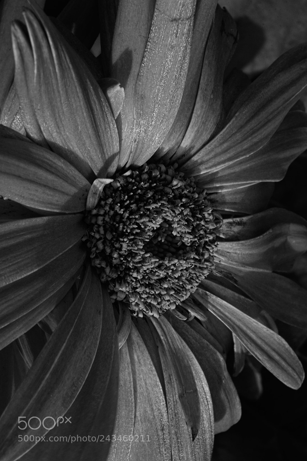 Nikon D7100 sample photo. B&w flower photography