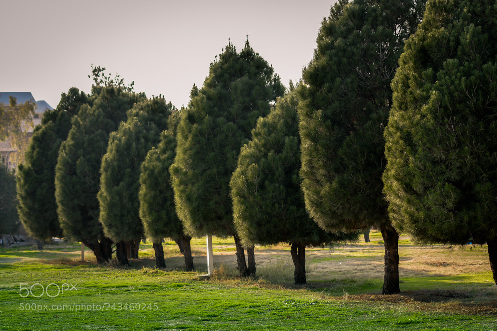 Nikon D3200 sample photo. Trees photography