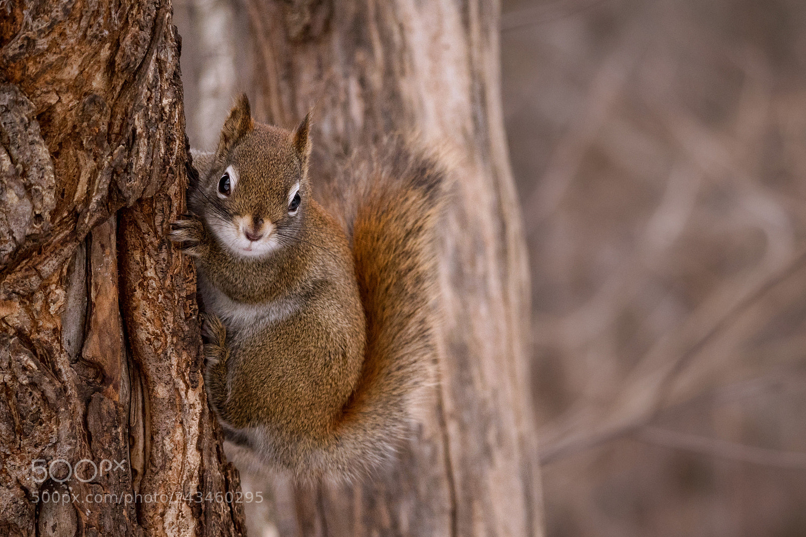 Panasonic Lumix DC-G9 sample photo. The american red squirrel photography