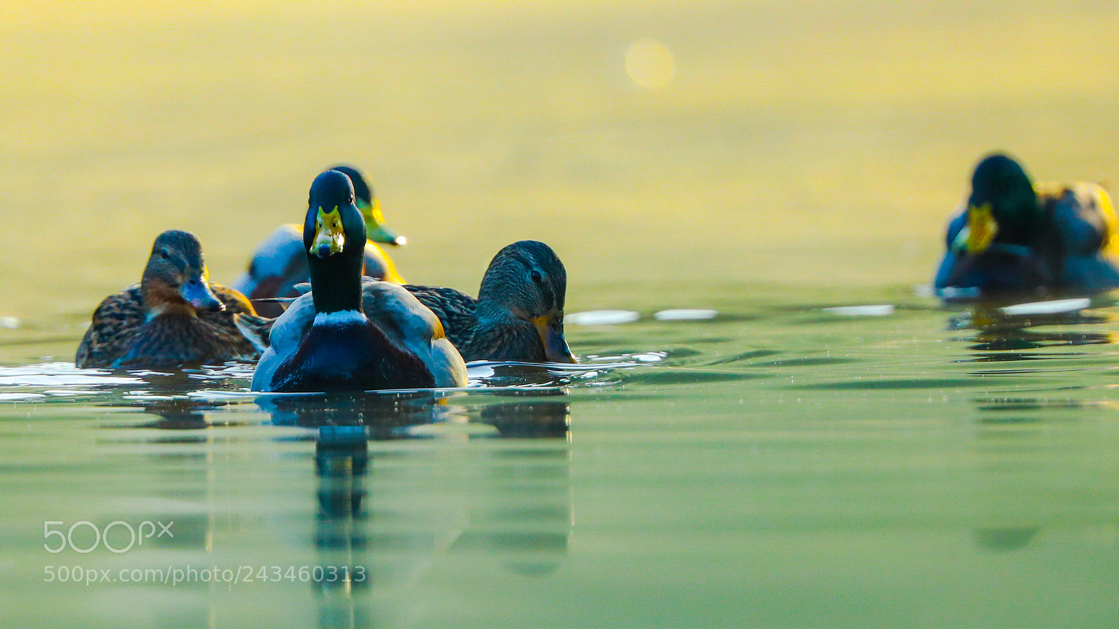 Canon EOS-1D X Mark II sample photo. Untitled photography