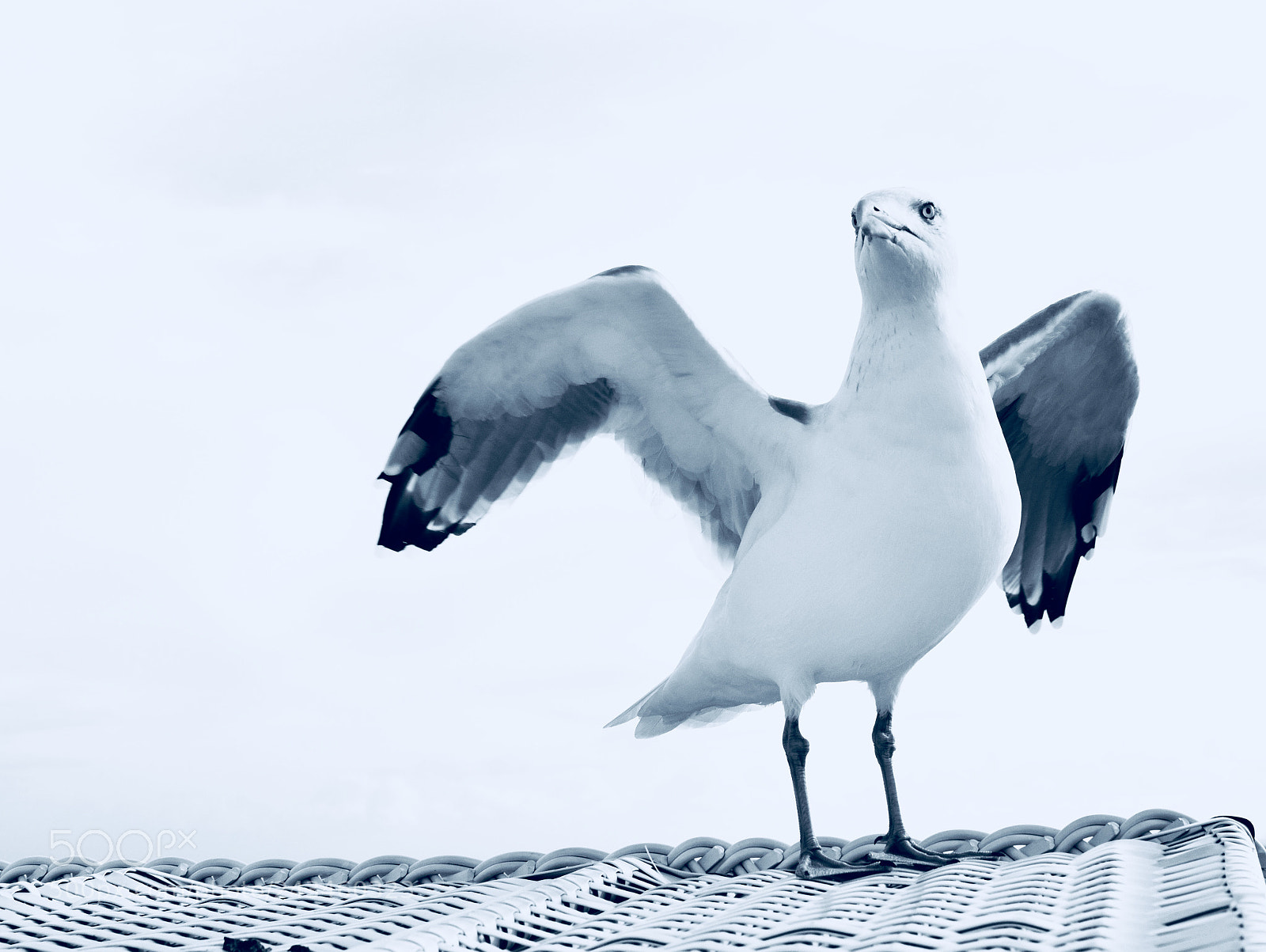 Nikon D7200 sample photo. Eagle or gull? photography