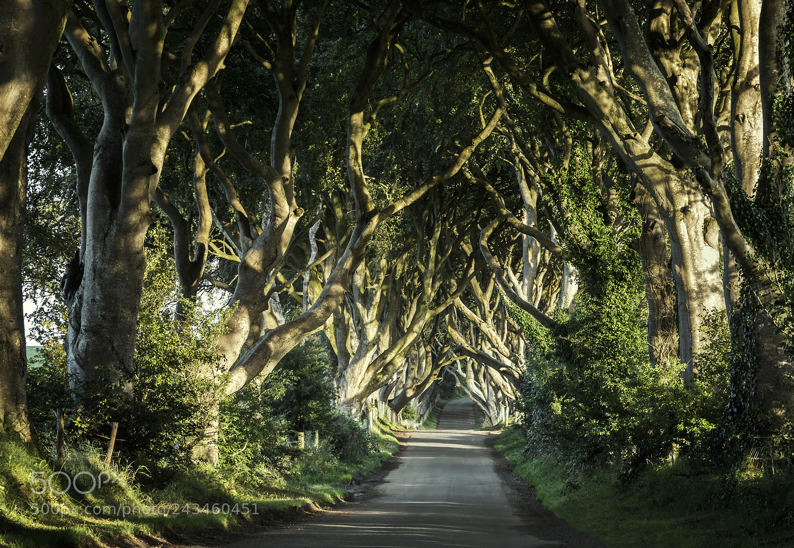 Pentax K-30 sample photo. Dark hedges photography