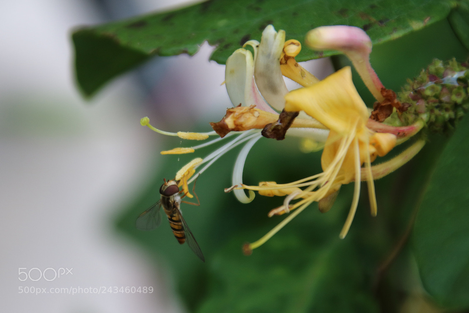 Canon EOS 760D (EOS Rebel T6s / EOS 8000D) sample photo. Flower & insect photography