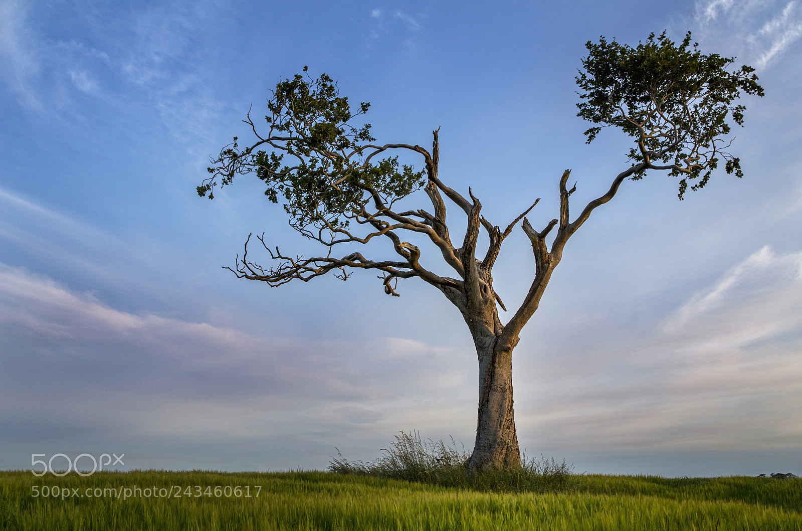 Pentax K-30 sample photo. Rihanna tree photography
