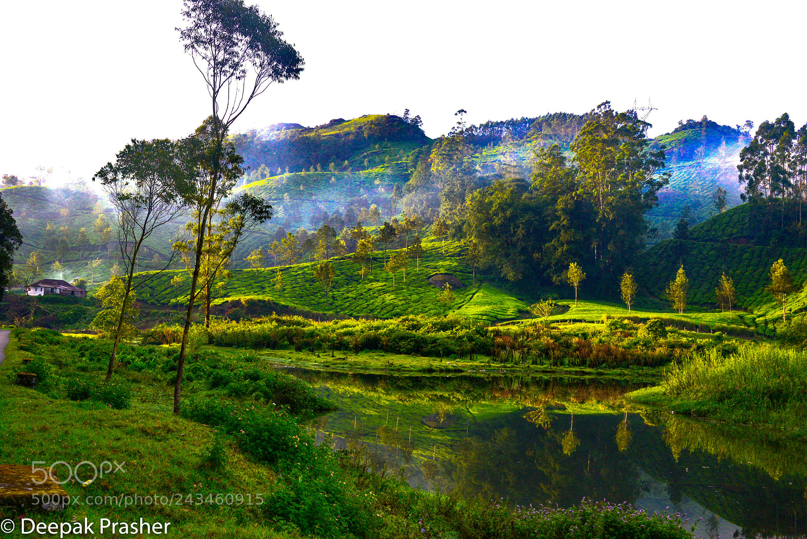 Nikon D800 sample photo. Munnar morning mist photography