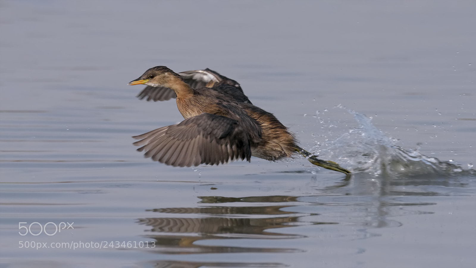 Nikon D810 sample photo. Little grebe photography