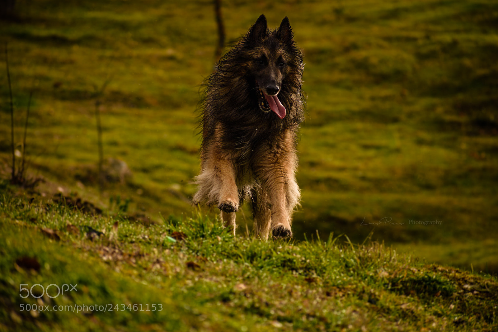Nikon D7200 sample photo. Marley happiness. photography