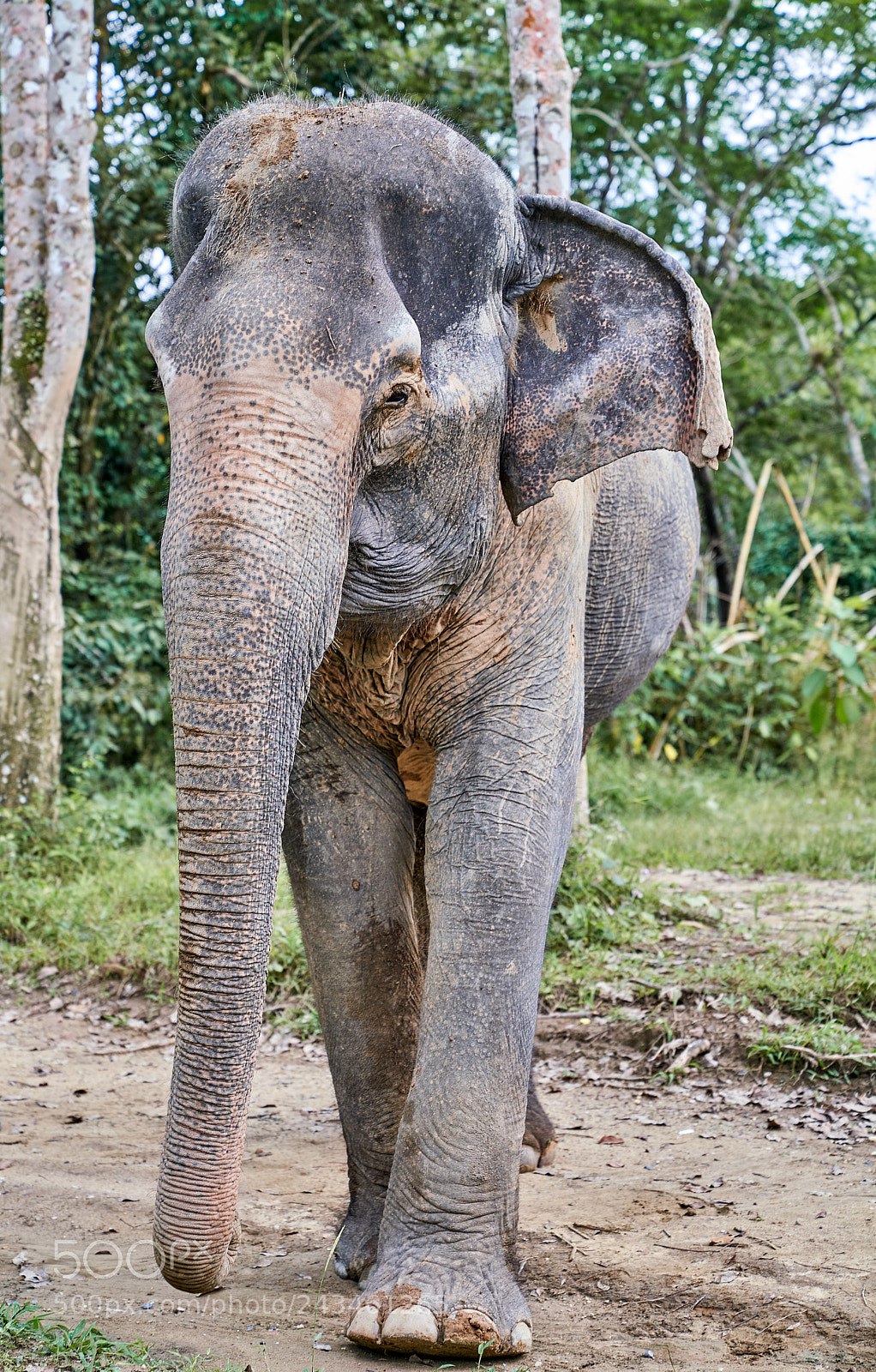 Sony a7R III sample photo. Rescued elephant photography