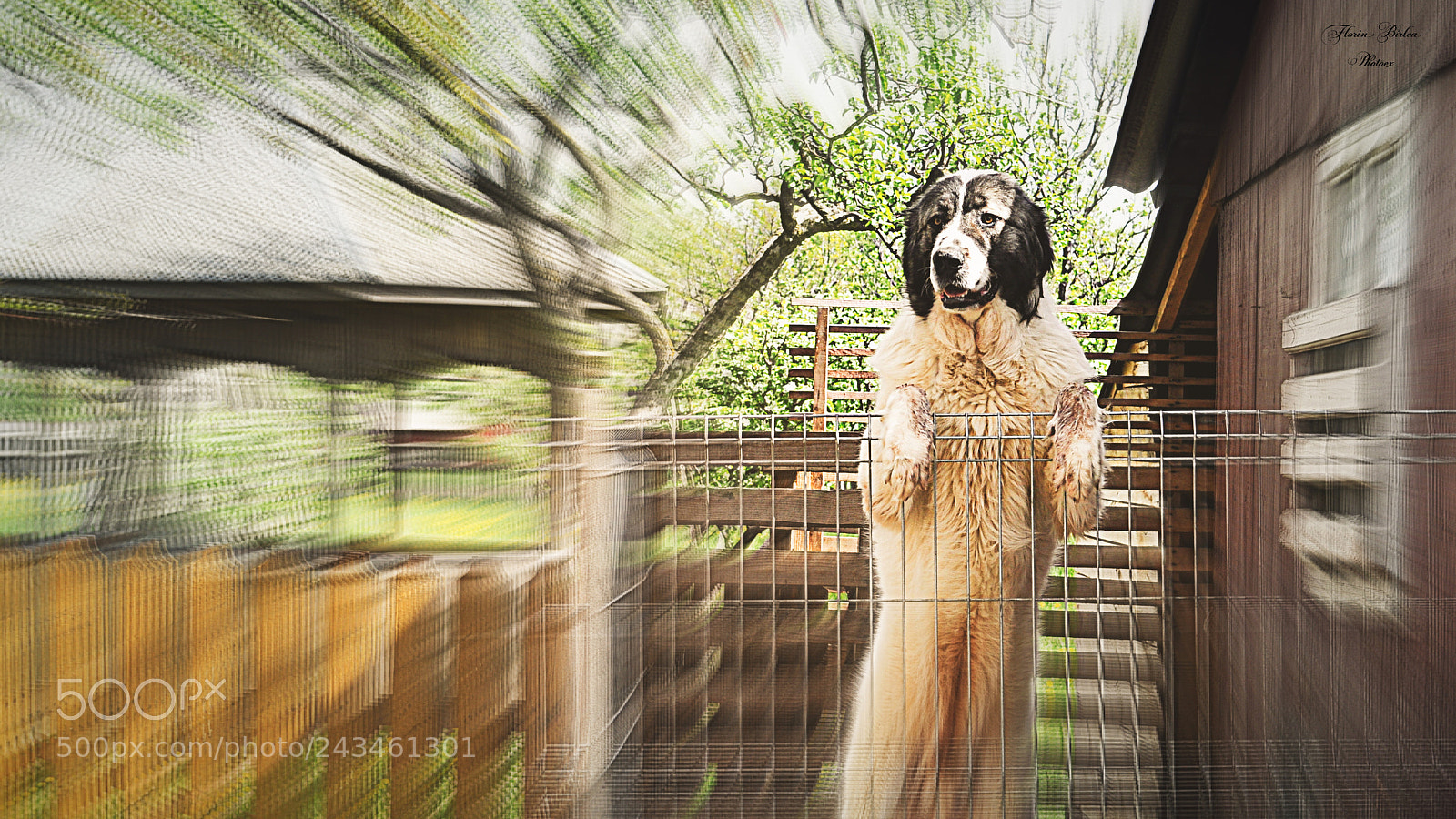 Nikon D5000 sample photo. Autumn soldiers photography