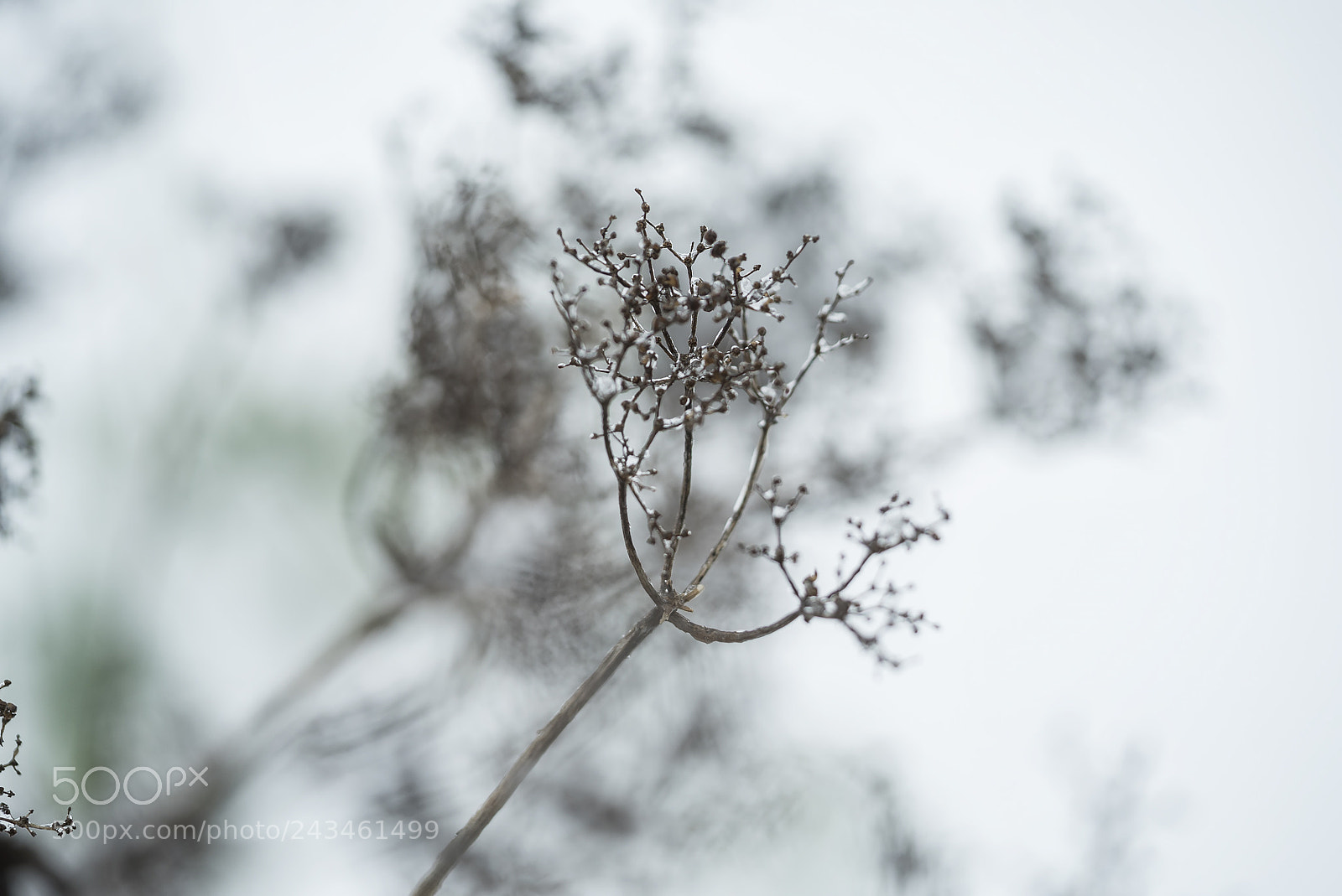 Sony a7S sample photo. Dsc photography
