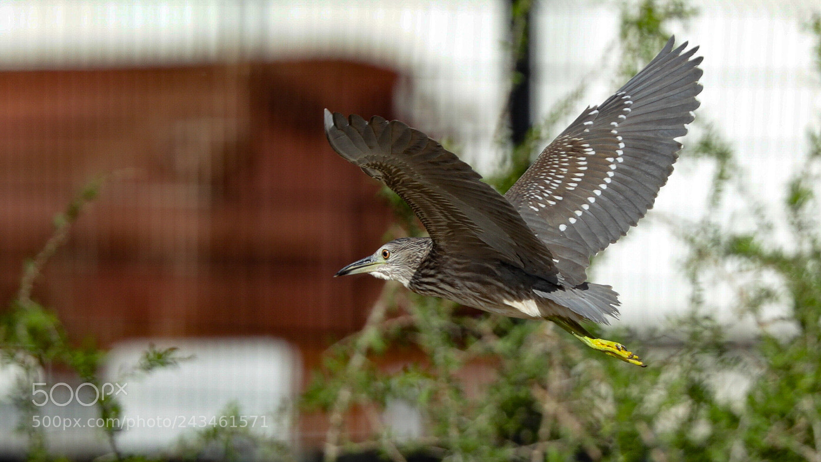 Canon EOS-1D X Mark II sample photo. Untitled photography