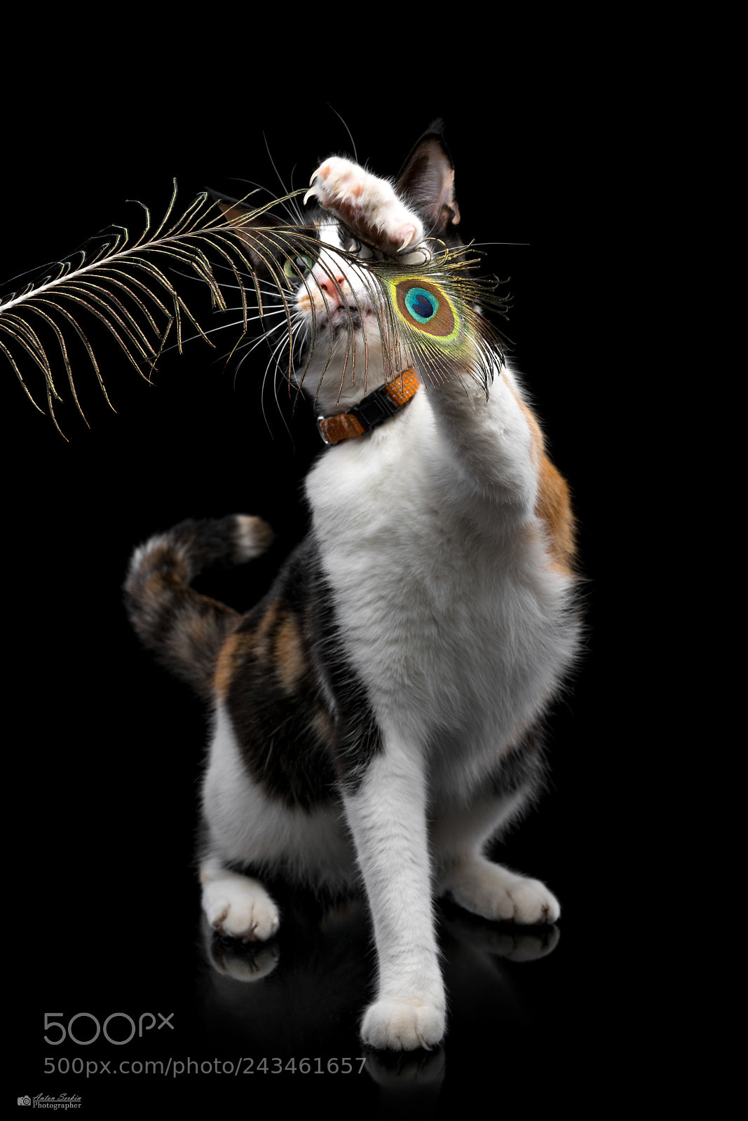 Sony a7R II sample photo. Playful cat photography