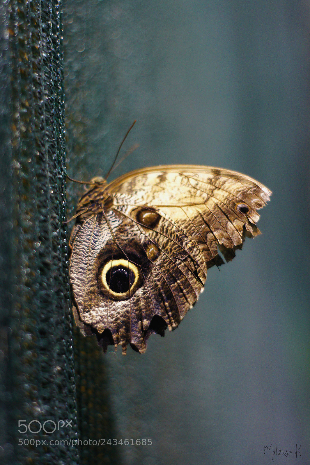 Sony Alpha DSLR-A550 sample photo. Butterfly photography