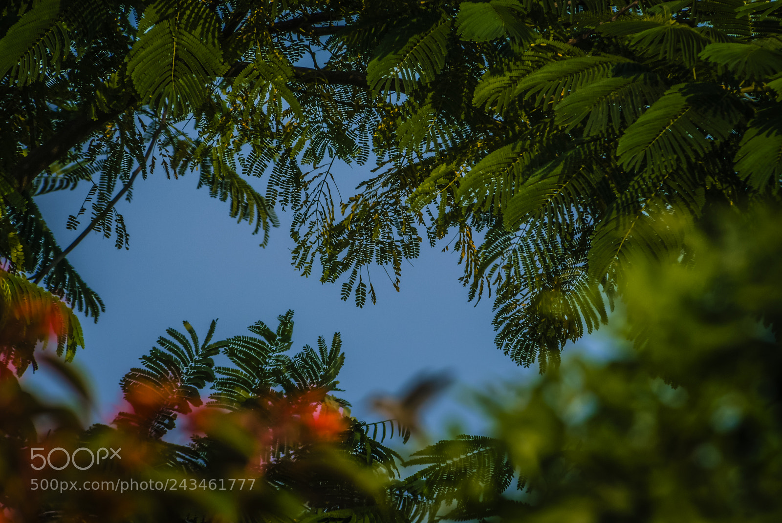 Nikon D200 sample photo. Through the trees photography