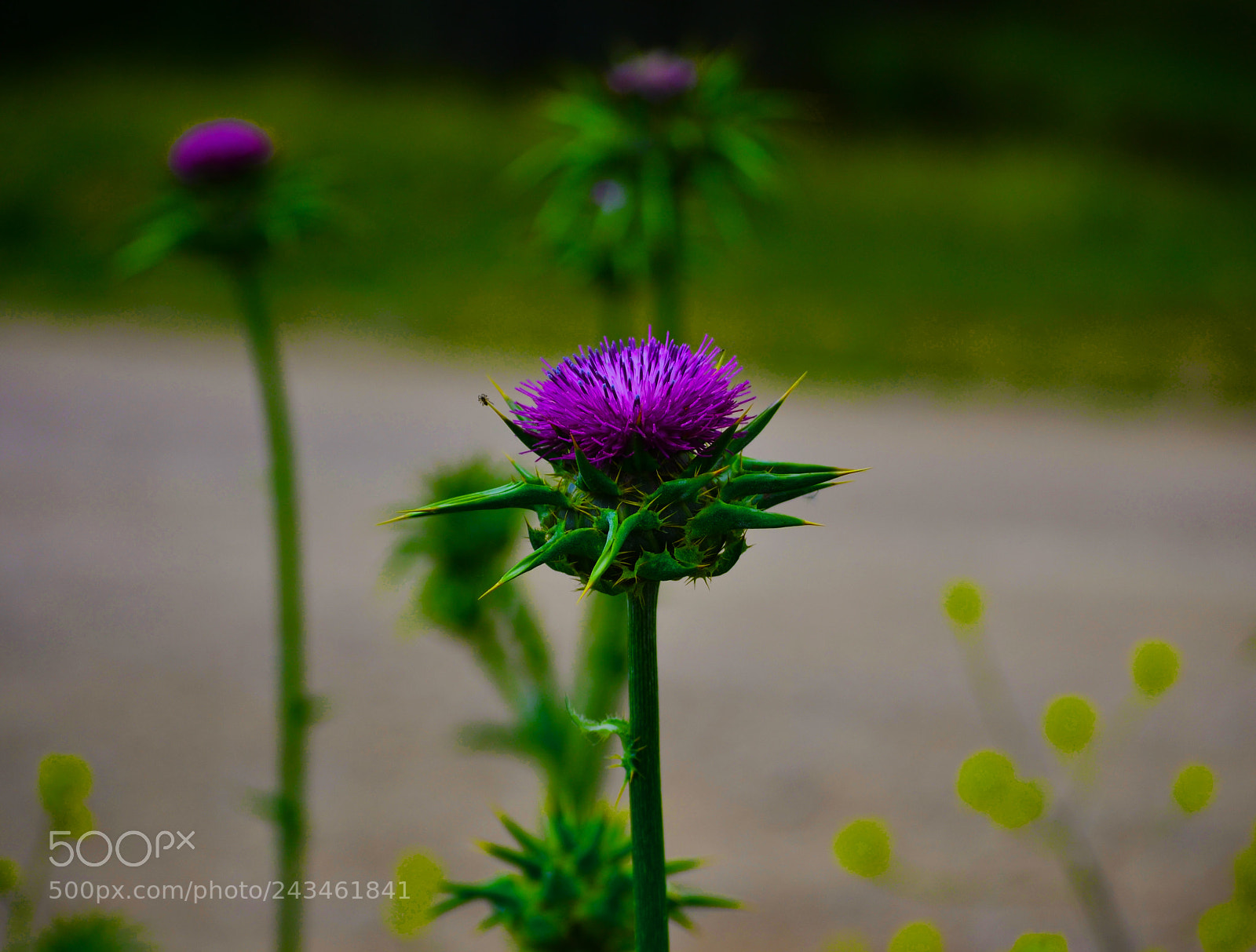 Nikon D3100 sample photo. Cardo photography