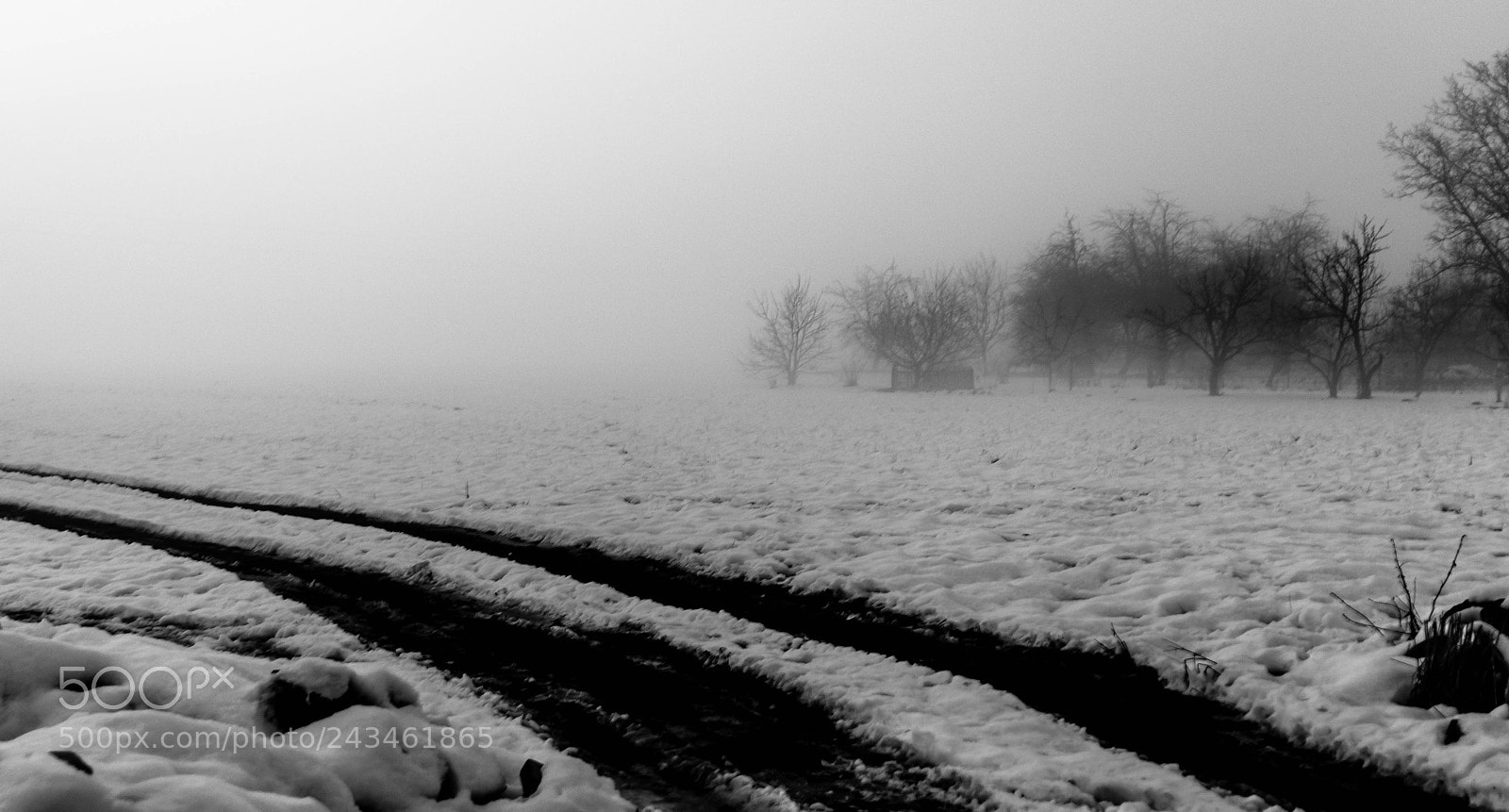 Nikon D3400 sample photo. B&w winter photography