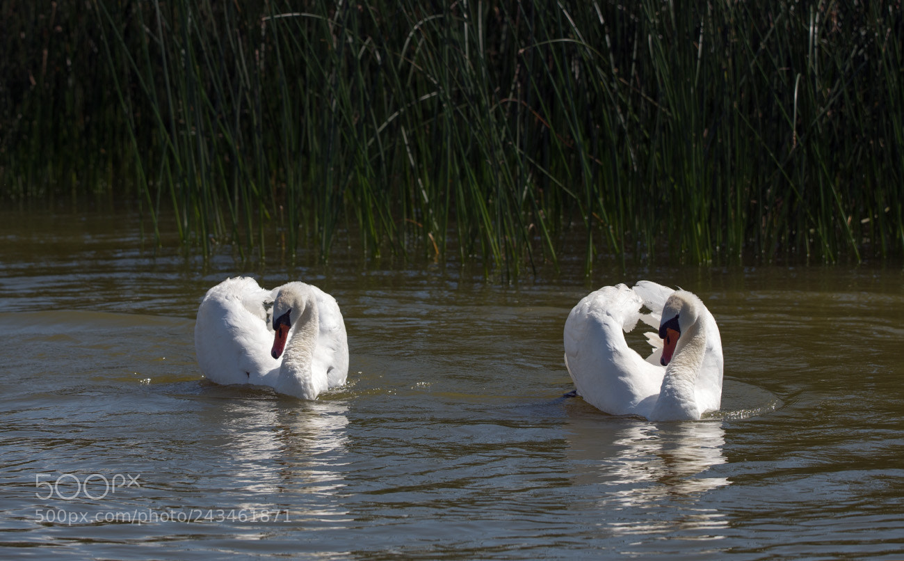 Sony ILCA-77M2 sample photo. 6407.jpg photography