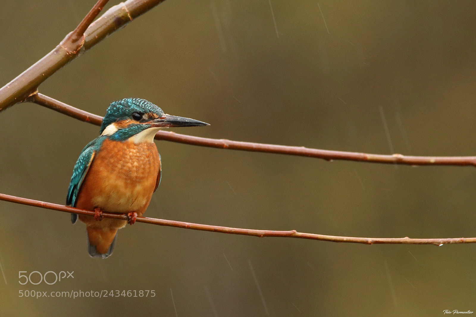 Canon EOS 7D Mark II sample photo. Kingfisher / martin-pêcheur d'europe photography
