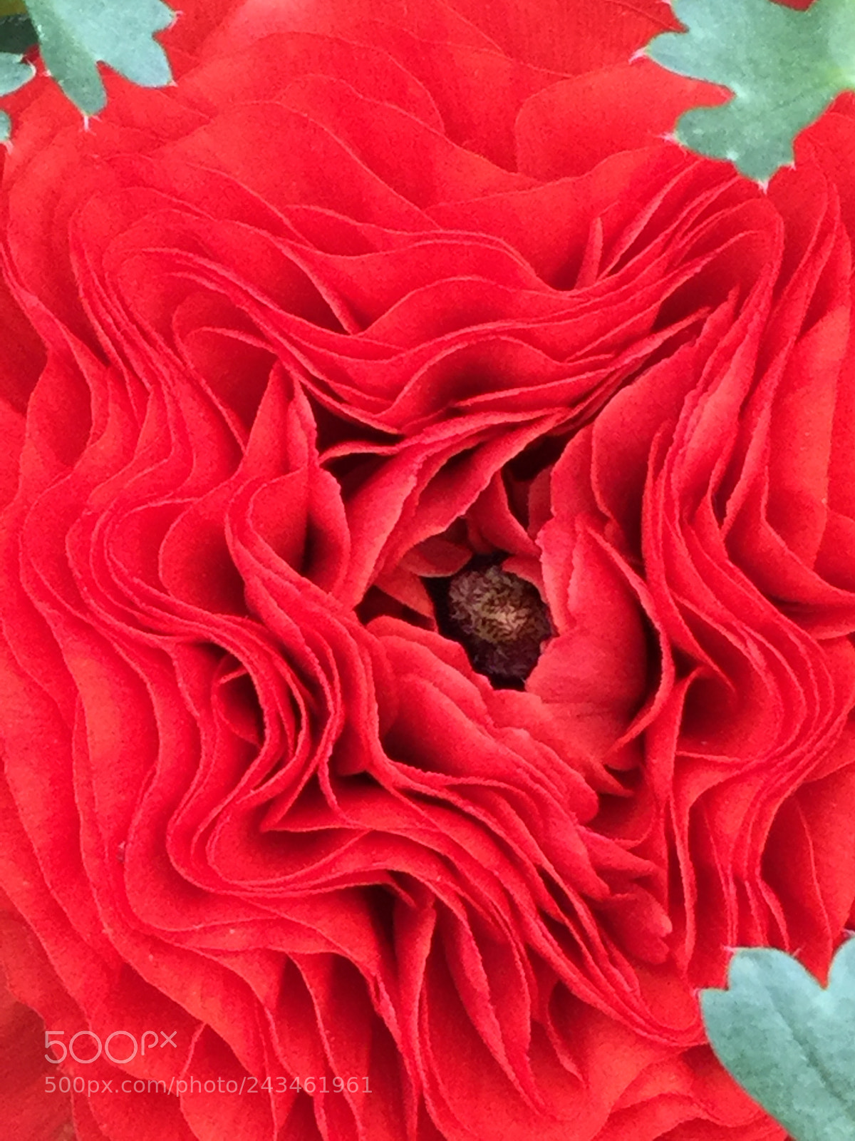 Apple iPod touch sample photo. Red frills photography