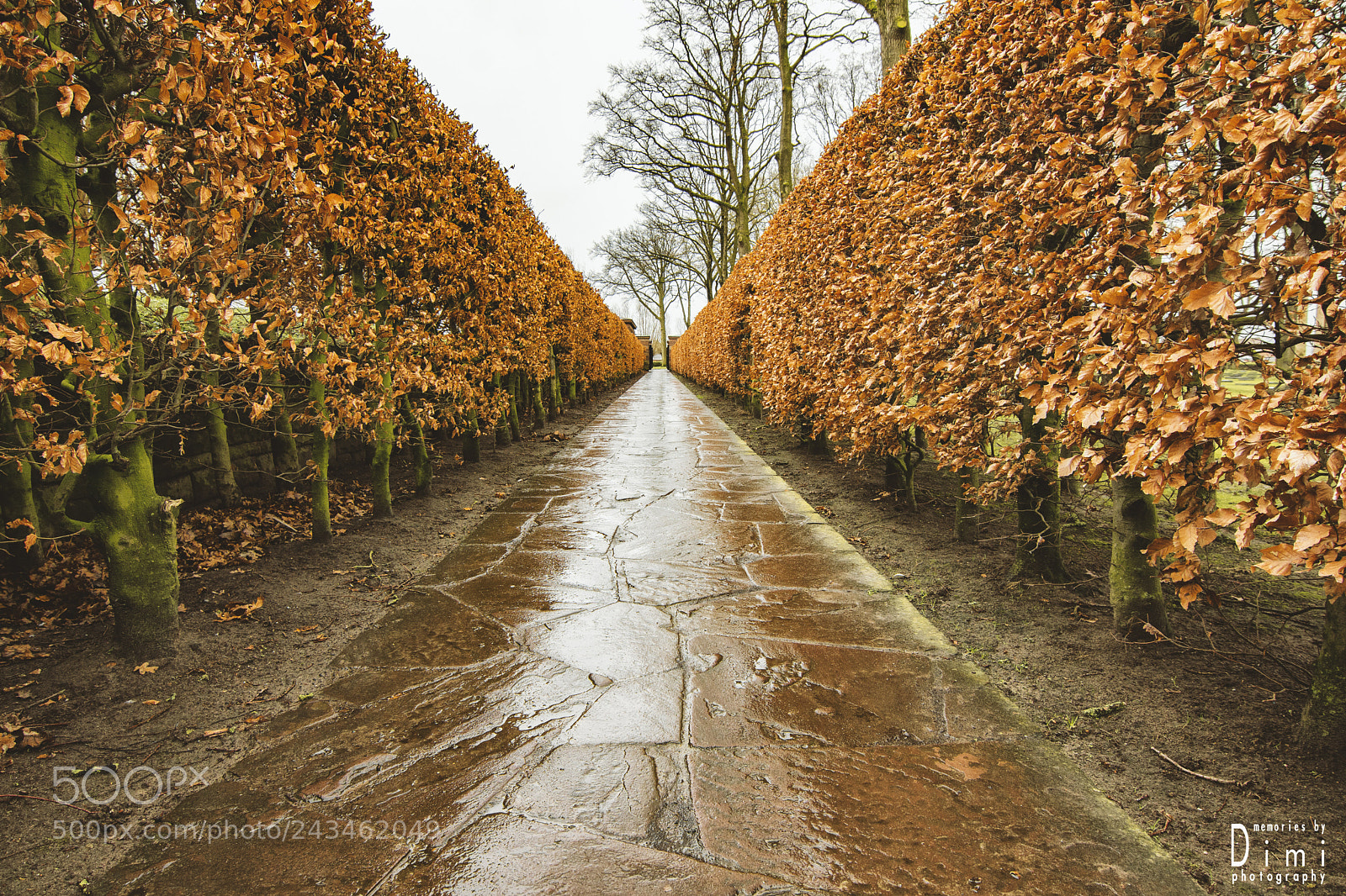 Nikon D7200 sample photo. Walking the path photography