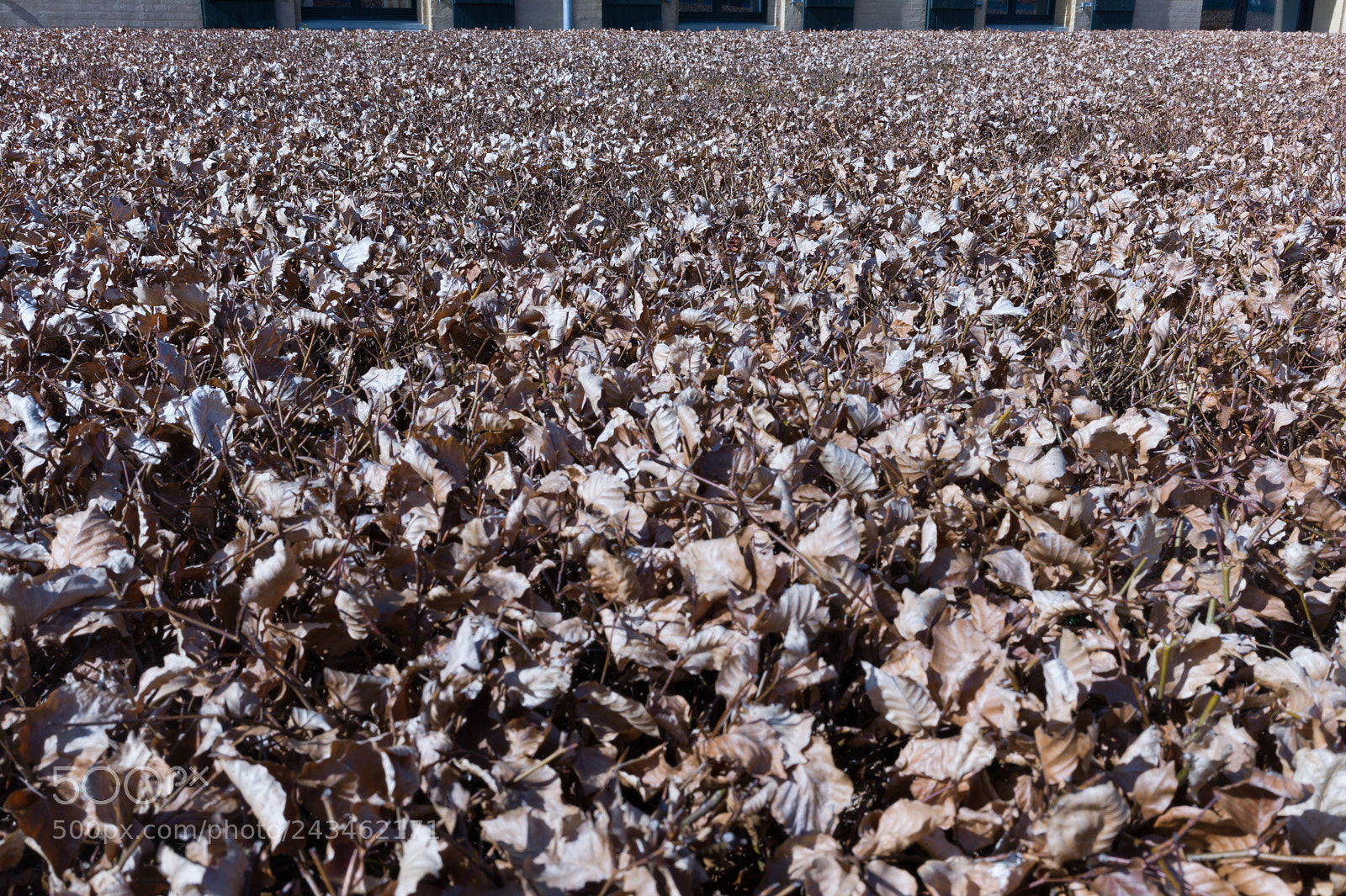 Leica M9 sample photo. Dried leaves as a photography