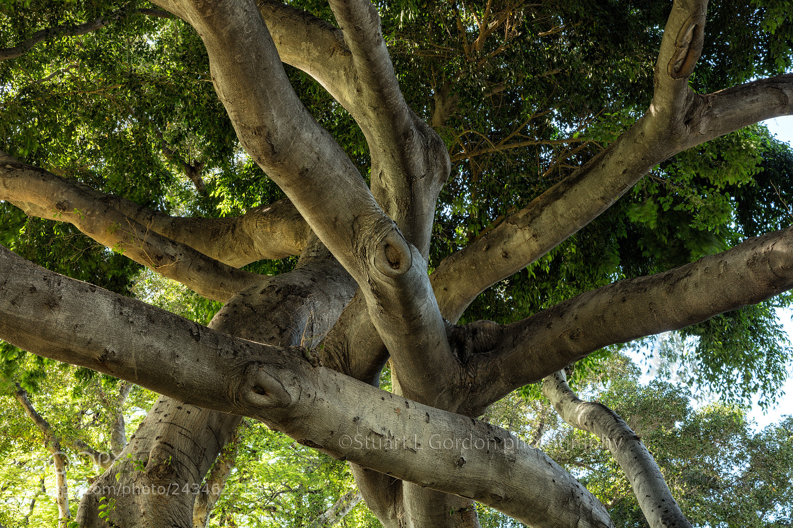 Canon EOS 5DS R sample photo. Tangled photography