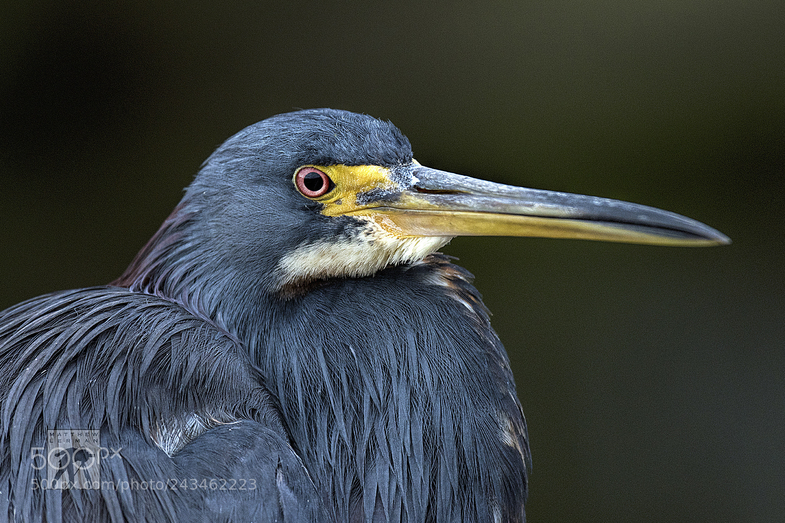 Nikon D810 sample photo. Tricolored heron photography