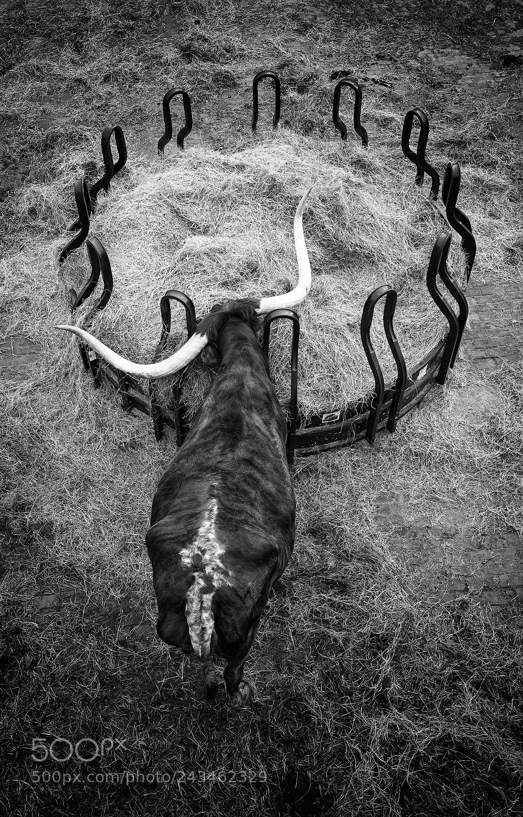 Fujifilm X-T1 sample photo. Longhorn lunch photography