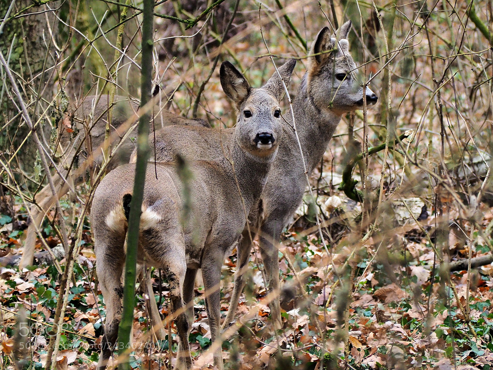 Olympus OM-D E-M10 II sample photo. I'm watching you photography