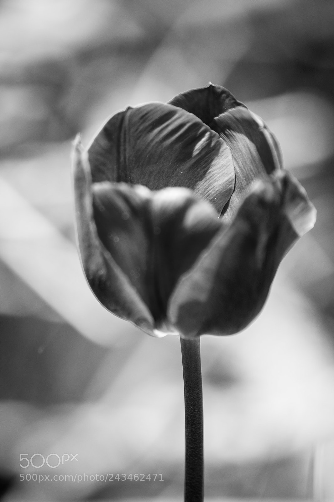 Nikon D7200 sample photo. Petale photography
