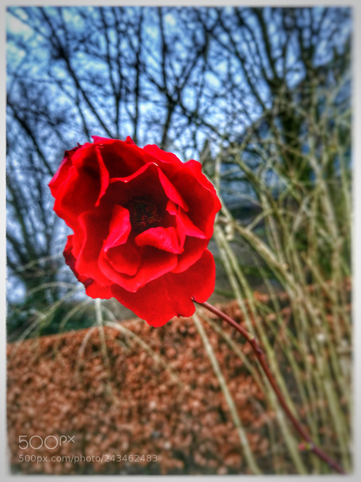 HUAWEI Honor 8 sample photo. The red photography