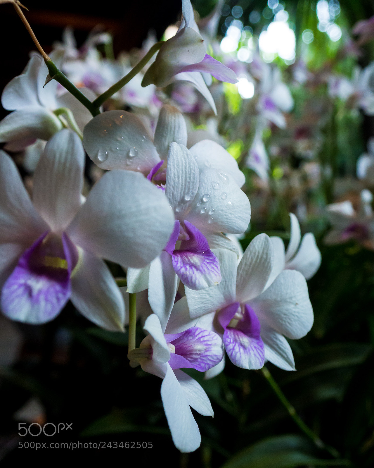 Olympus OM-D E-M10 sample photo. Orchids at jim thompson photography