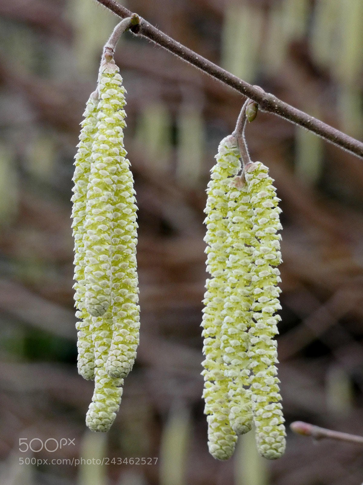 Panasonic Lumix DC-FZ80 (Lumix DC-FZ82) sample photo. Hazel catkins photography