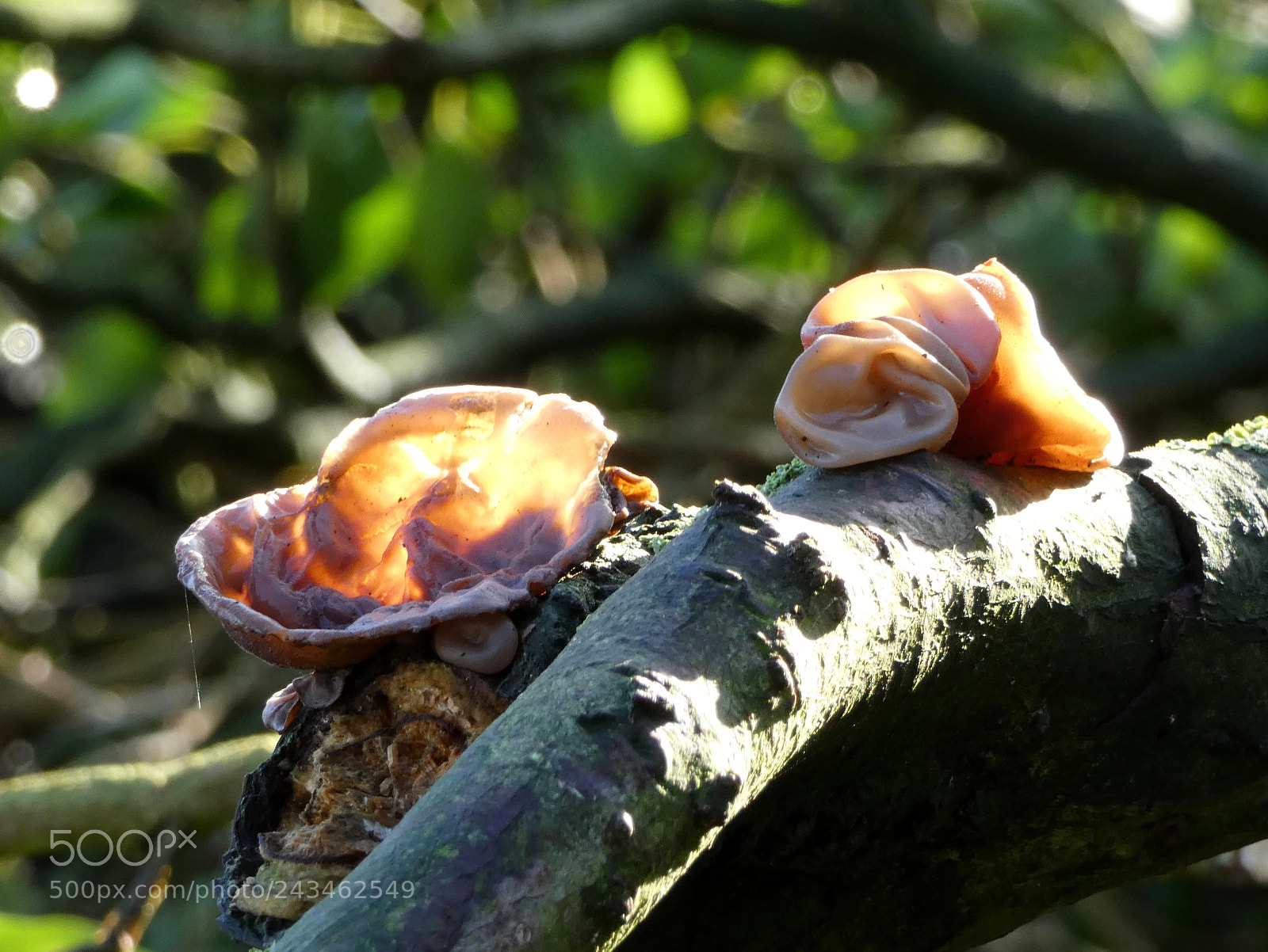 Panasonic Lumix DC-FZ80 (Lumix DC-FZ82) sample photo. 'wood ear' fungus photography