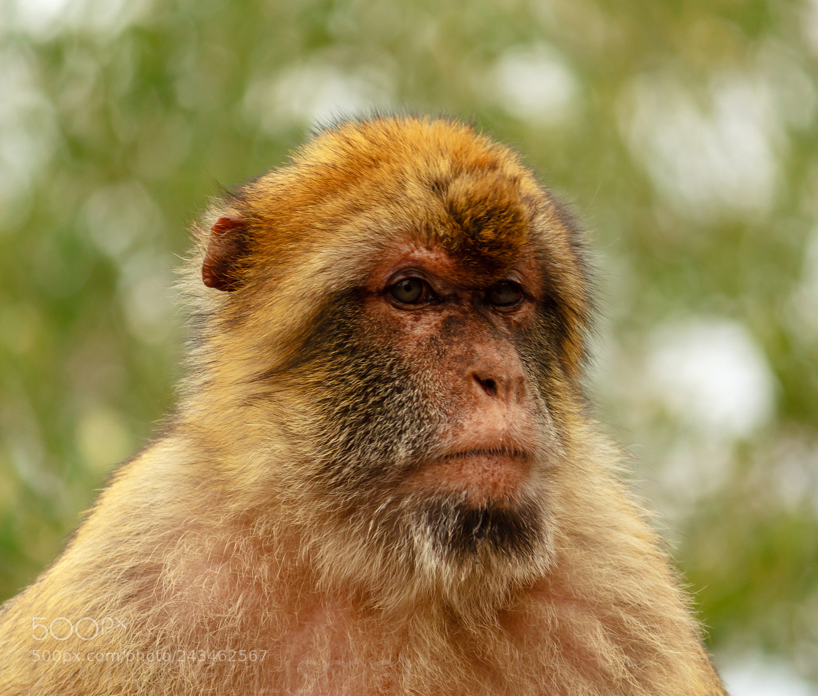 Canon EOS 450D (EOS Rebel XSi / EOS Kiss X2) sample photo. Gibraltarian ape photography