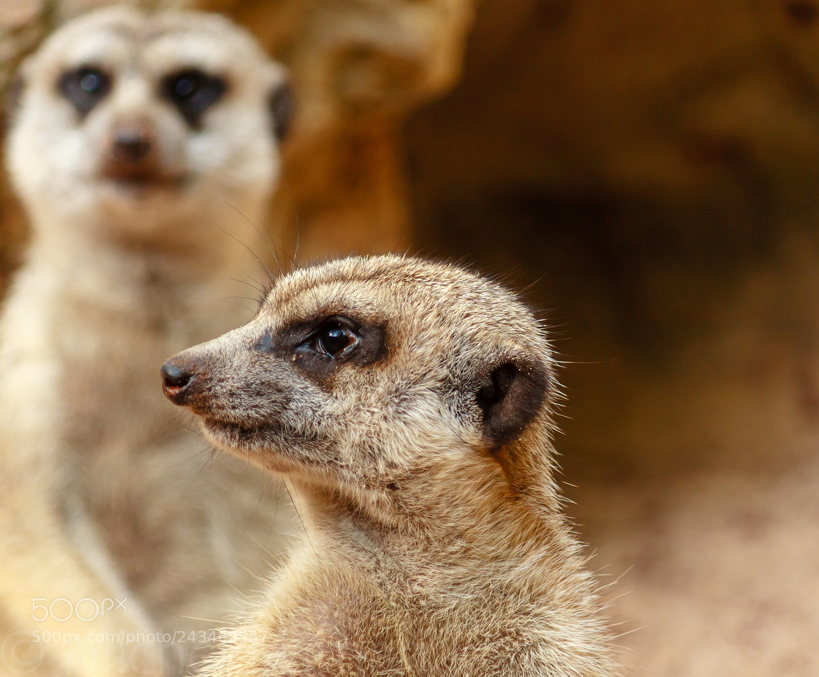 Canon EOS 450D (EOS Rebel XSi / EOS Kiss X2) sample photo. Fuengirola meerkats photography