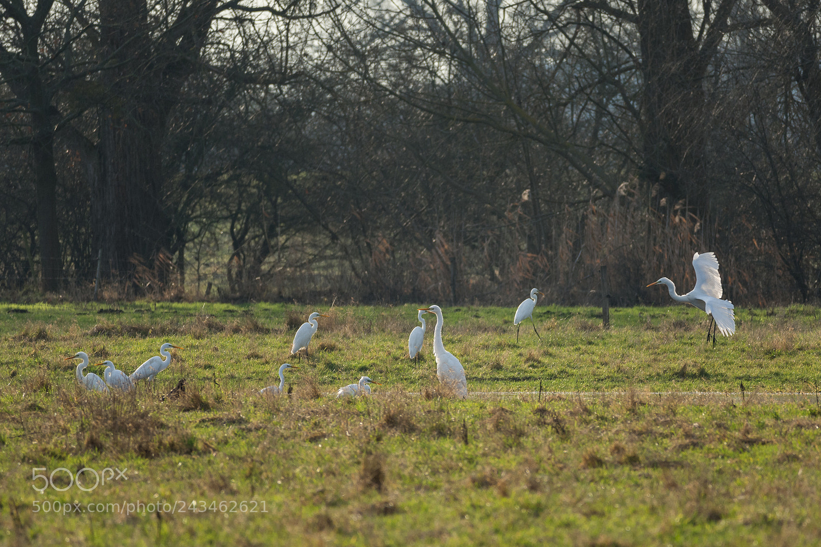 Nikon D7200 sample photo. Great egrets photography