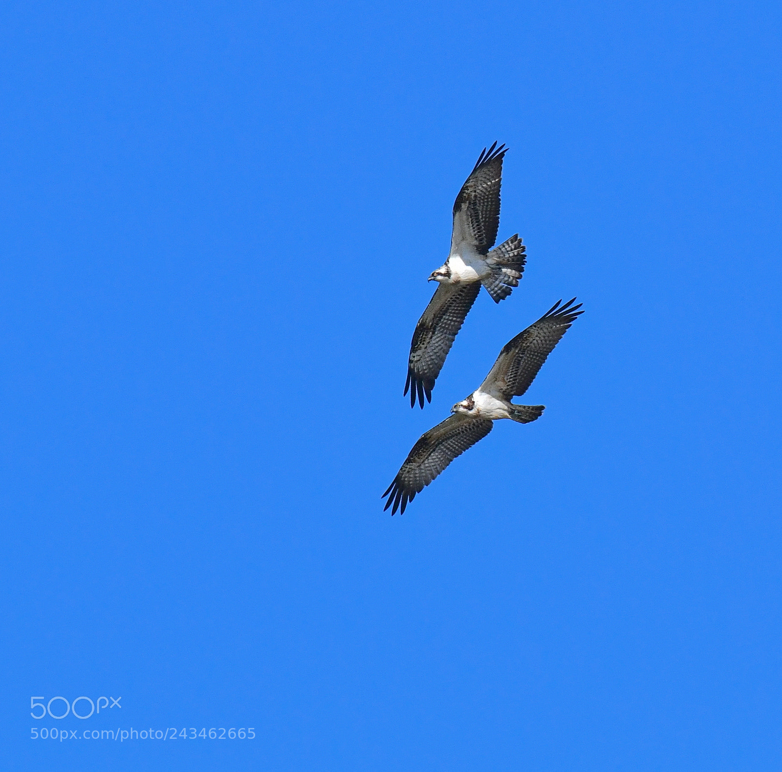 Nikon D850 sample photo. Fly together photography