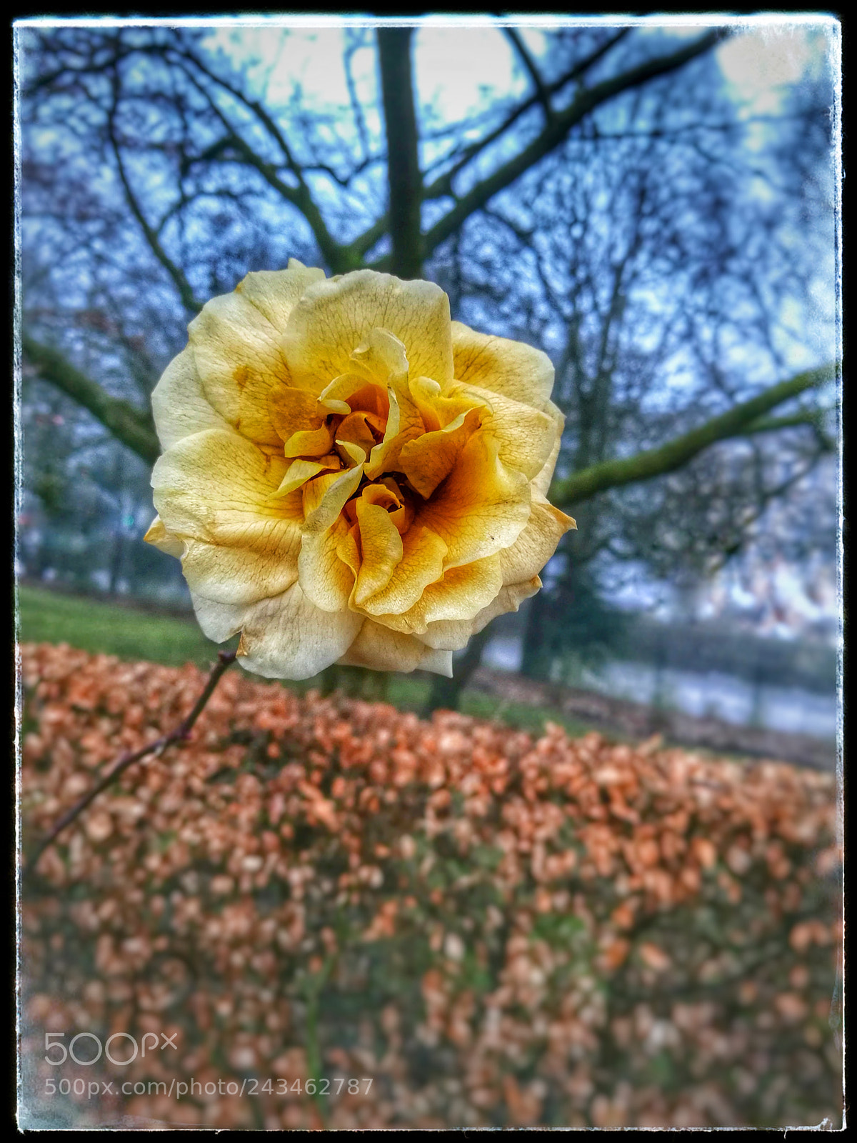 HUAWEI Honor 8 sample photo. The yellow photography