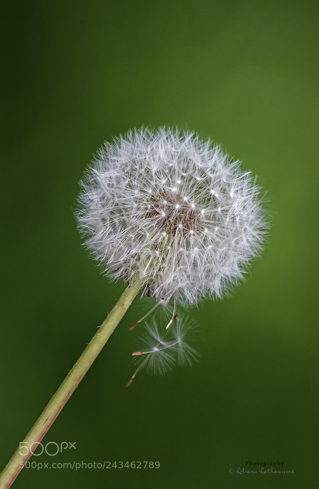 Canon EOS 40D sample photo. Dandelion photography