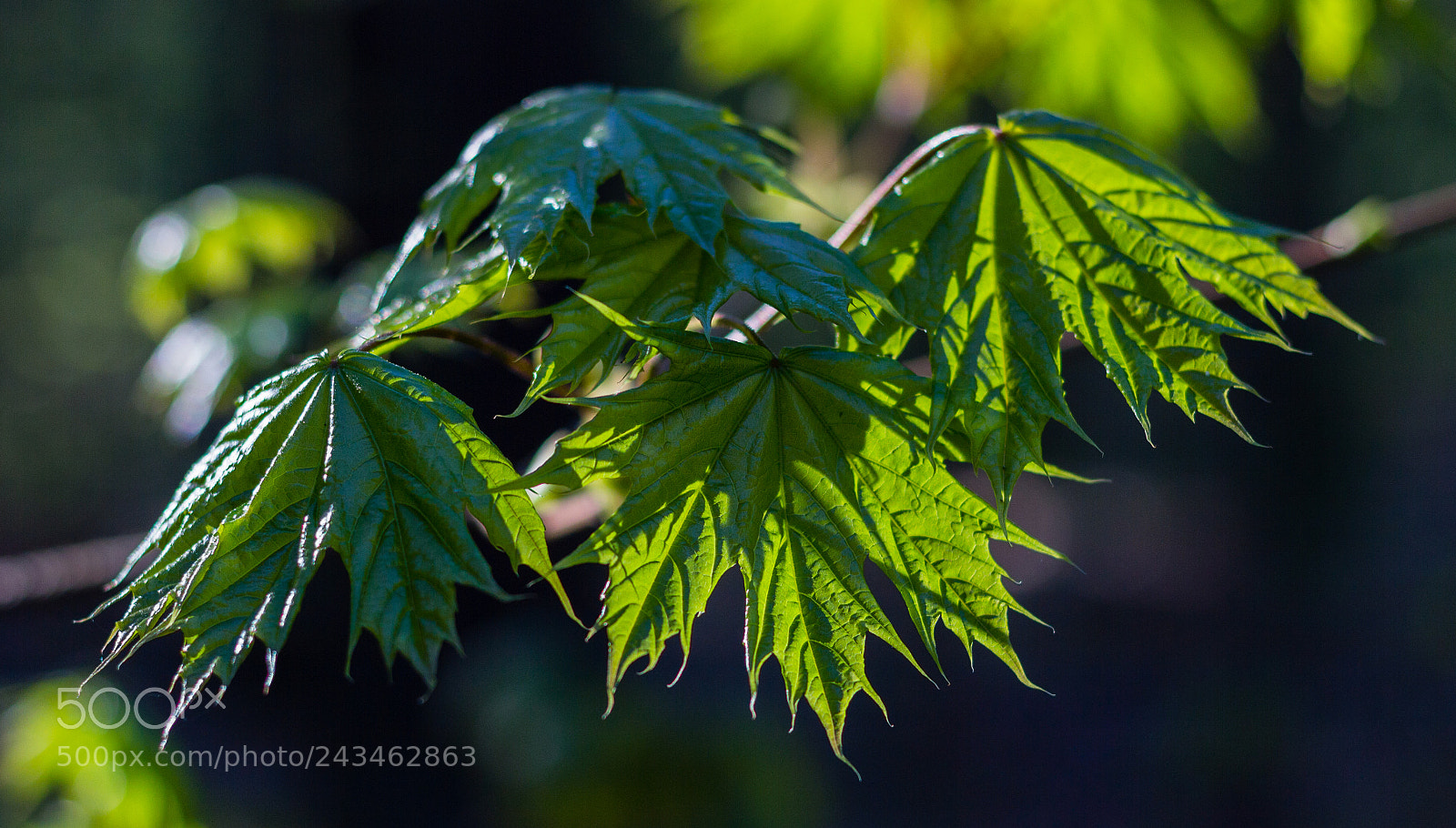 Canon EOS 550D (EOS Rebel T2i / EOS Kiss X4) sample photo. Feel the leaves in photography