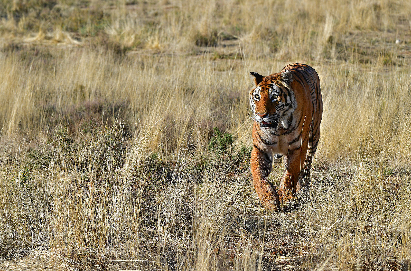 Nikon D5 sample photo. Tiger photography