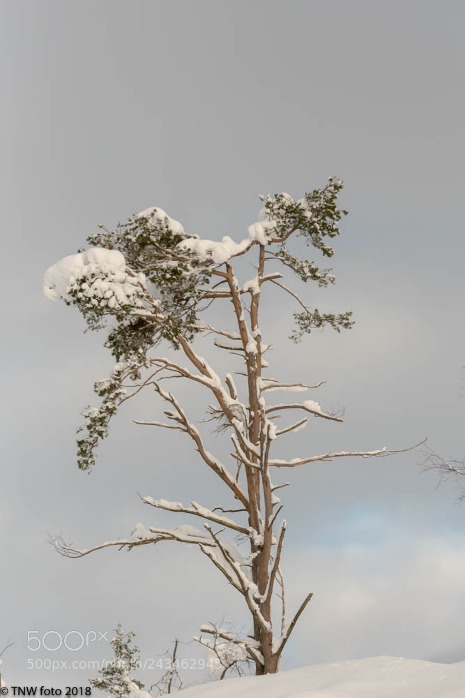 Nikon D500 sample photo. 20180121-tnw_0923-2.jpg photography