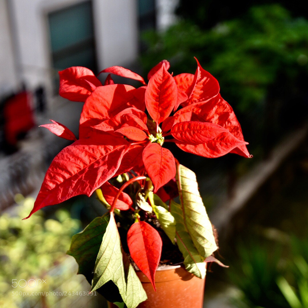 Nikon D3400 sample photo. Technical tests with my photography