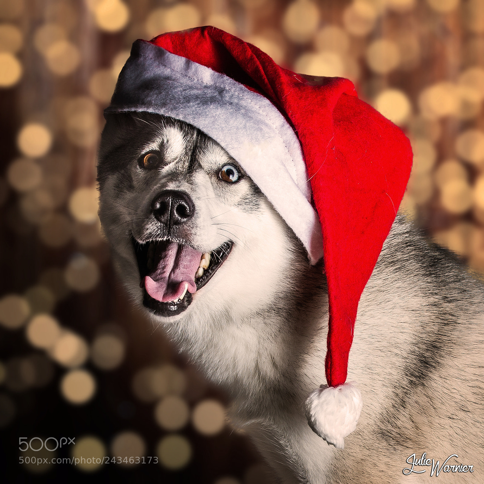 Nikon D610 sample photo. Jalya husky sibérien photography
