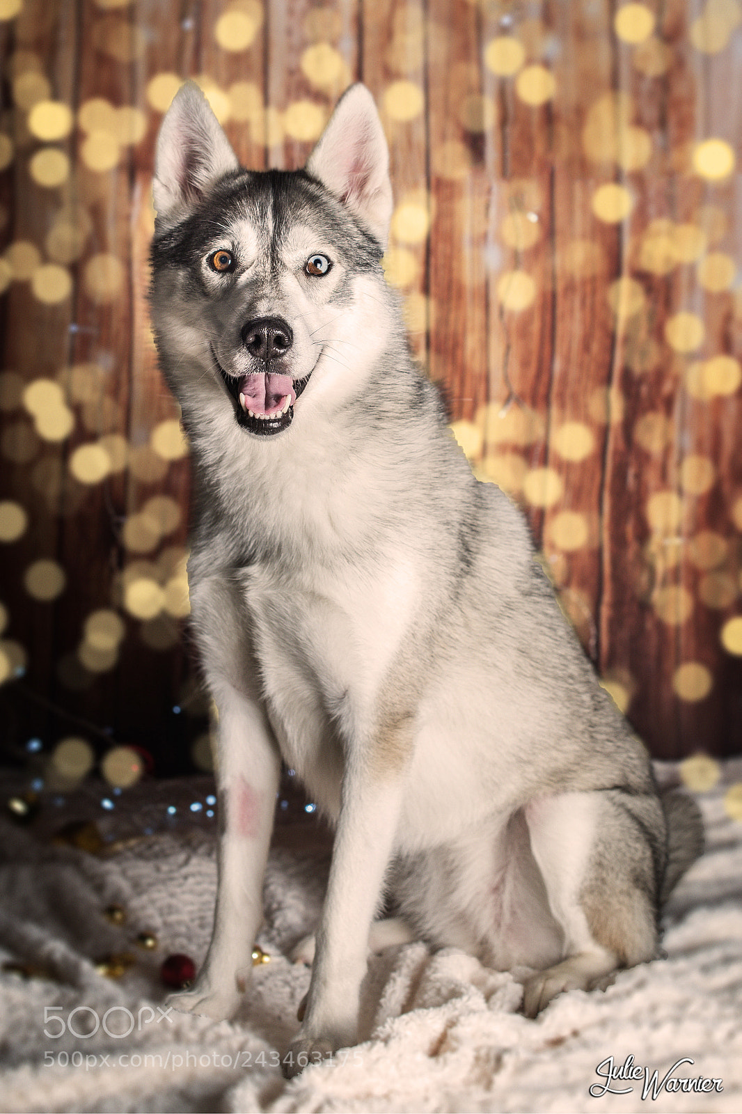 Nikon D610 sample photo. Jalya husky sibérien photography