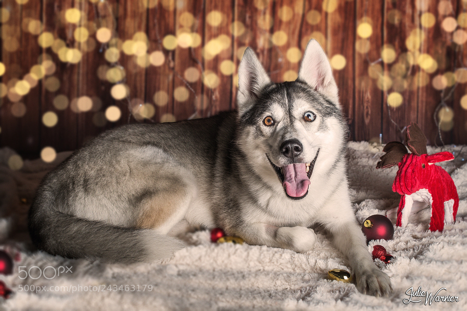 Nikon D610 sample photo. Jalya husky sibérien photography