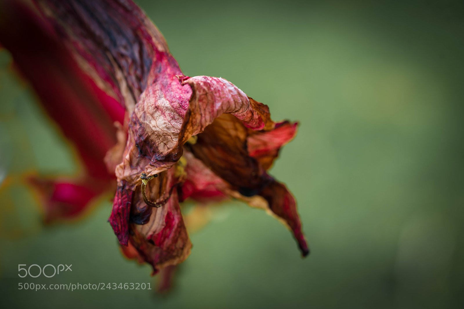 Sony a7 II sample photo. Nature morte photography